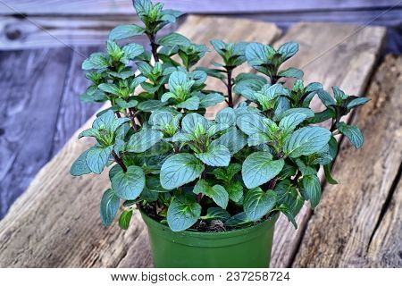 Gardening, Cultivation,farming And Care Of Aromatic Plants Concept: Fresh Aromatic Peppermint On A W