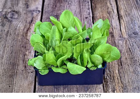 Farming,cultivation, Agriculture And Care Of Vegetables Concept: Green Lettuce Seedlings On A Wooden