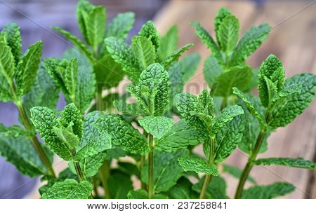 Gardening, Cultivation,farming And Care Of Aromatic Plants Concept: Fresh Aromatic Mint On A Wooden 