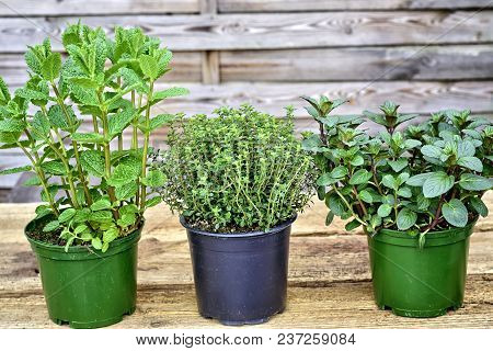 Gardening, Cultivation,farming And Care Of Aromatic Plants Concept: Young Aromatic Plant Seedlings O