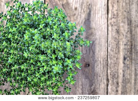 Gardening, Cultivation,farming And Care Of Aromatic Plants Concept: Fresh Seedlings Of Aromatic Lemo