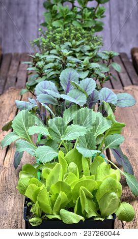 Farming,cultivation, Agriculture And Care Of Vegetables Concept: Fresh Young Vegetable Seedlings And