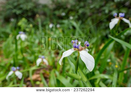 Beautiful Iris Germanica In A Garden Horizontal Composition