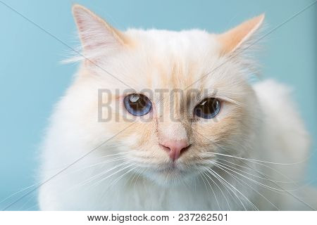 Birman Male Cat Portrait On Light Blue Background Looking At Camera