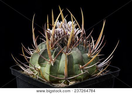 Cactus Echinofossulocactus Macrodiscus With Flower Isolated On Black