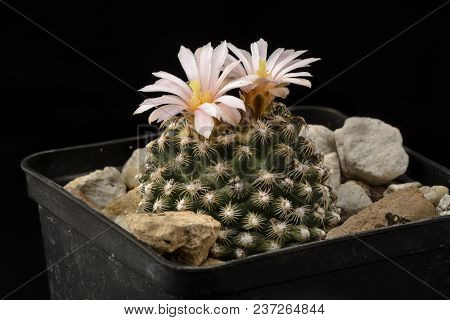 Cactus Pediocactus Knowltonii With Flower Isolated On Black.