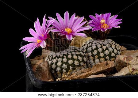 Cactus Turbinicarpus Valdezianus With Flower Isolated On Black.