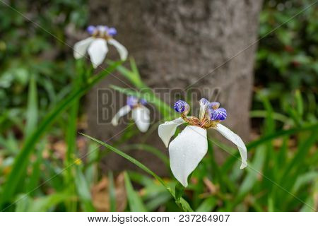 Beautiful Iris Germanica In Outdoor Horizontal Composition