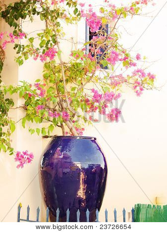 potin blossom bush, Kreikka