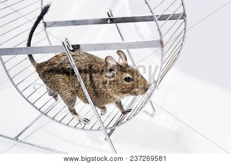 Small Australian Home Pet Degu.