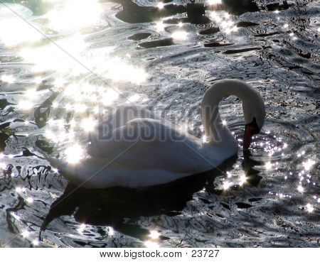 Swan