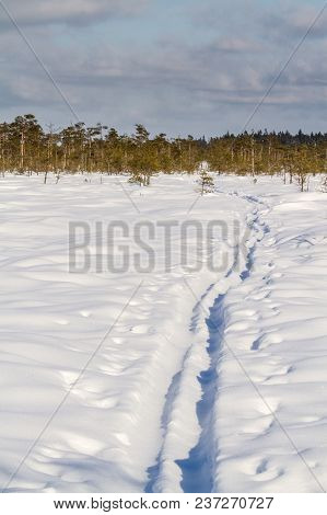 Ski Trails In Frozen Swamp, Kangaru Swamp