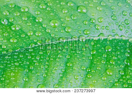 The Wet Leaf Of The Lemon Tree With The Drops Of Rain Or Dew. The Macro Shot Is Made By Means Of Sta