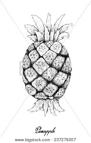 Fresh Fruits, Illustration Of Hand Drawn Sketch Delicious Fresh Yellow Pineapple Or Ananas Comosus F