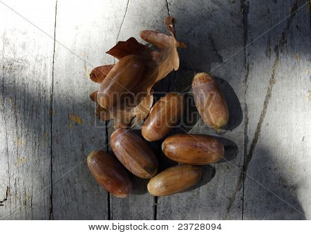 도토리