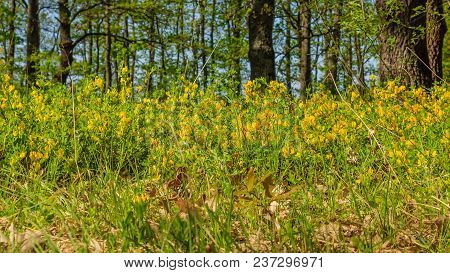 Beautiful Yellow Wildflowers With Trees And Sky On The Background, Close Up