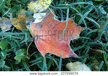 A Sheet Covered With Frost Or Radiation Frost. The Autumn Colors Are Red And Green With The Dust Of 