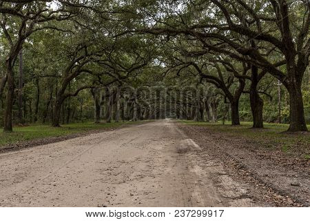 Side View Of Dirt Road With Live Oak Trees And Spanish Moss