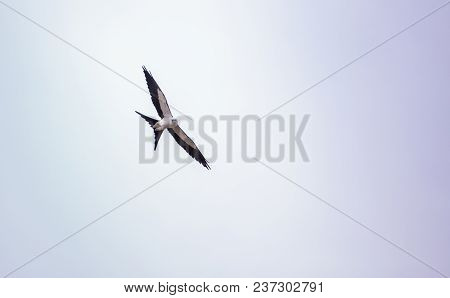 Swallowtail Kite Elanoides Forficatus Flies