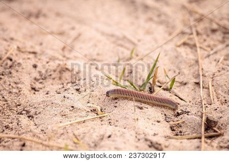 Yellow Banded Millipede Anadenobolus Monilicornis