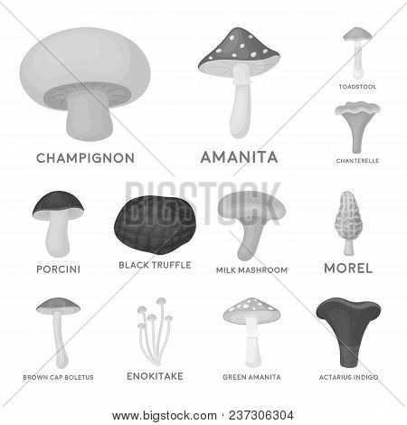 Poisonous And Edible Mushroom Monochrome Icons In Set Collection For Design. Different Types Of Mush