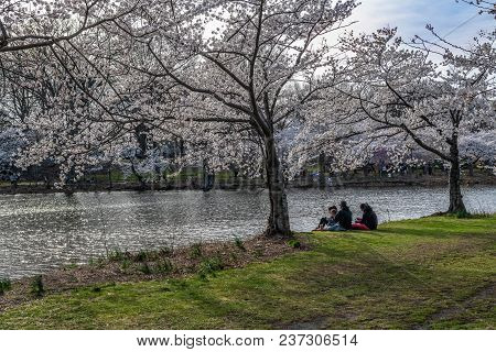 Newark, New Jersey - April 21 - A Family Enjoys The Cherry Blossom Festival In Branchbrook Park On A