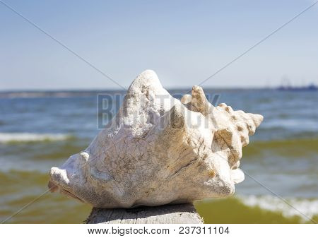 Large Sea Shell In Water Nature Water Ocean River Shore Yellow Gray Brown