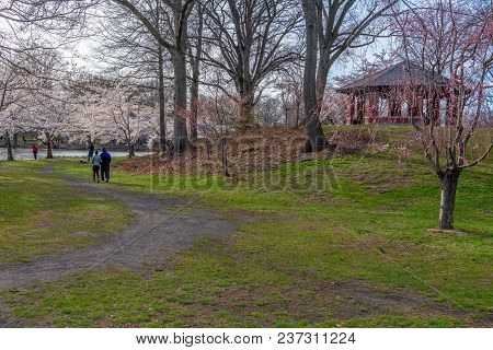 Newark, New Jersey - April 21 - A Couple Enjoys A Spring Walk During The  Cherry Blossom Festival In