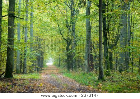 Nebligen Herbstlicher Boden Road