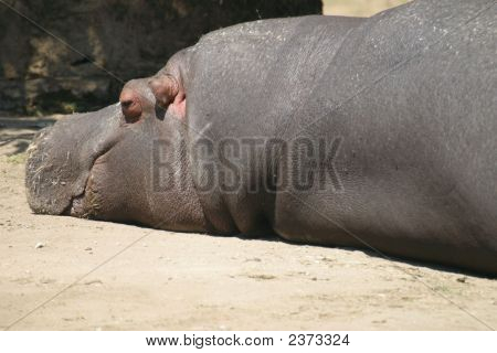 Hippopotame