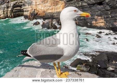Seagull On The Edge Of The Cliff Above The Mediterranean Sea - Liguria Italy