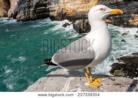 Seagull On The Edge Of The Cliff Above The Mediterranean Sea - Liguria Italy