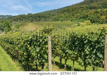 Typical Italian Red Grape Vineyards At The Base Of The Hill With Blue Sky. Valpolicella Wine - Veron
