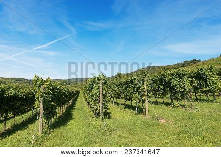 Typical Italian Red Grape Vineyards At The Base Of The Hill With Blue Sky. Valpolicella Wine - Veron