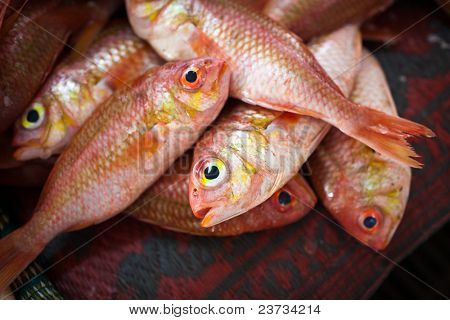 Close up di pesce sul display in un suq/mercato del pesce (Muscat, Oman)