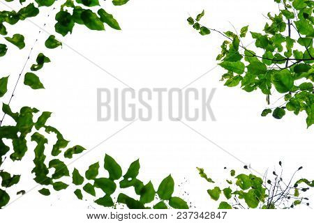Top View Tropical Tree Leaves With Branches Growing At The Botany Park On White Isolated Background 