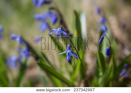 First Spring Flower. Blue Flowers Of The Scilla Siberica Squill Blooming In April. Scilla Bifolia Cl