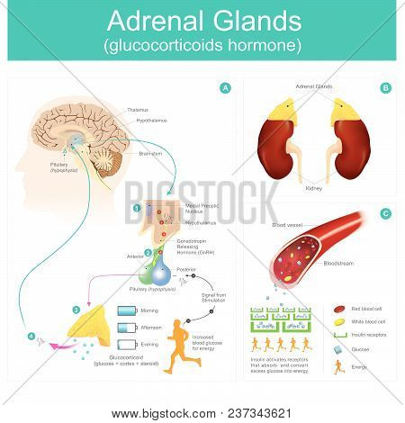 Glucocorticoids Hormone Use And Help Increased Blood Glucose. Retention Of Sodium And Water By Kidne