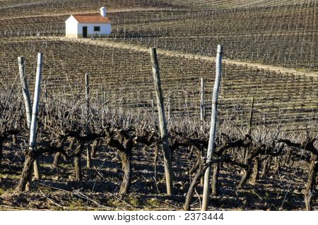 Vineyard In Winter