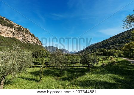 Olive Trees And Vines In The Sarca Valley (valle Del Sarca) Near Torbole And Italian Alps. Trentino 