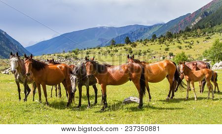 Horses Resting On The Green Meadow Looking At Camera