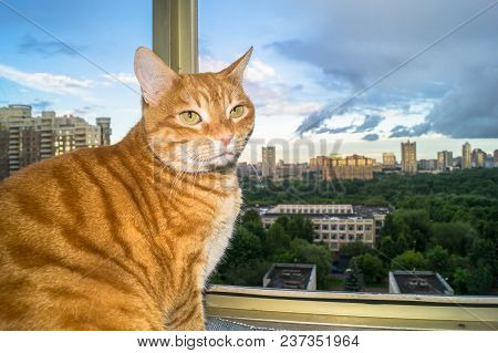 Portrait Of Meditative Red Cat Relaxing In Front Of The Window. He Choose An Excellent Place For Adm