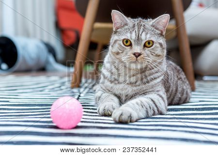 Cute Grey Britain Breed Cat Lying In The Appartment With Ball