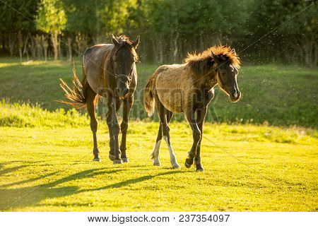 Two Horses Resting On The Green Meadow