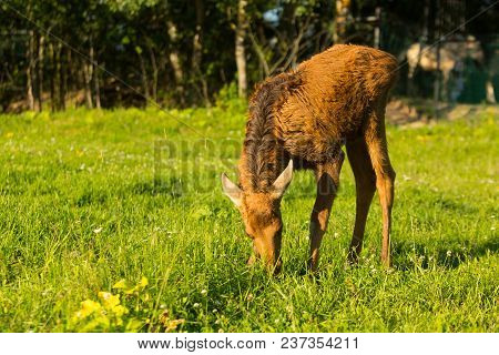Cute Small Elk Portrait In Wildlife Copy Space