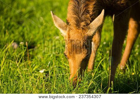 Cute Small Elk Portrait In Wildlife Copy Space