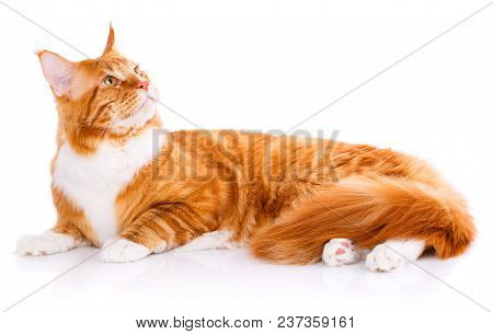 Mainecoon Thoroughbred Cat On A White Background. Purebred Cat. Well-groomed Kitten. Pet, Comfort An