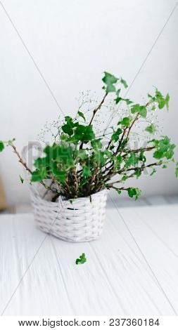 Branches With Green Leaves In A Basket On A Wooden Background.