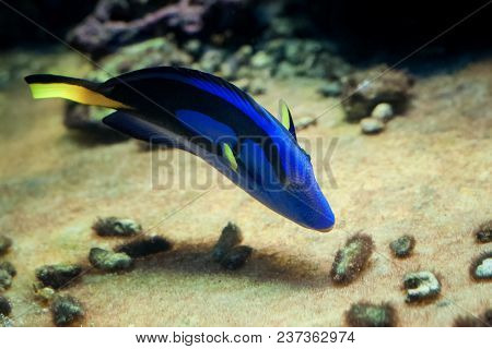 Famous Aquarium Fish Palette Surgeonfish, Latin Name Paracanthurus Hepatus.