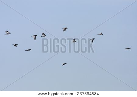 A Flock Of Snow Bunting In Migration. Sunny Morning In April.